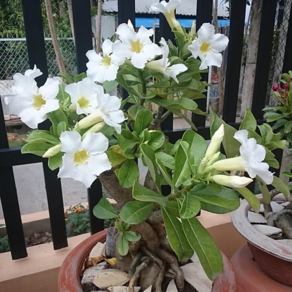 Adenium Desert Rose Plant Live, Desert Rose Live Plant, 4 to 6 Inc Tall (White)
