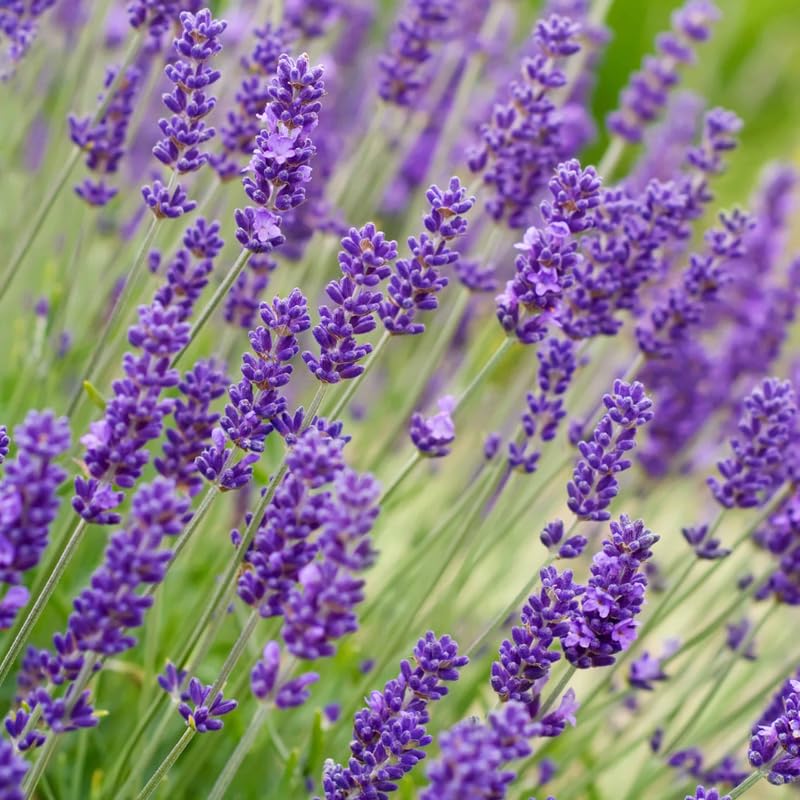 2 Lavender Plants Live Flower, Lavandula Perennial Starter Plants Plugs, 4-8" Tall for Planting Indoor Outdoor (Creek Lavender)