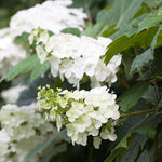 Reblooming Hydrangea Flowers, Hardy Hydrangea Plant Live Bush Shrub, 5-8" Tall Well-Rooted for Garden, Change Colors (Light White)