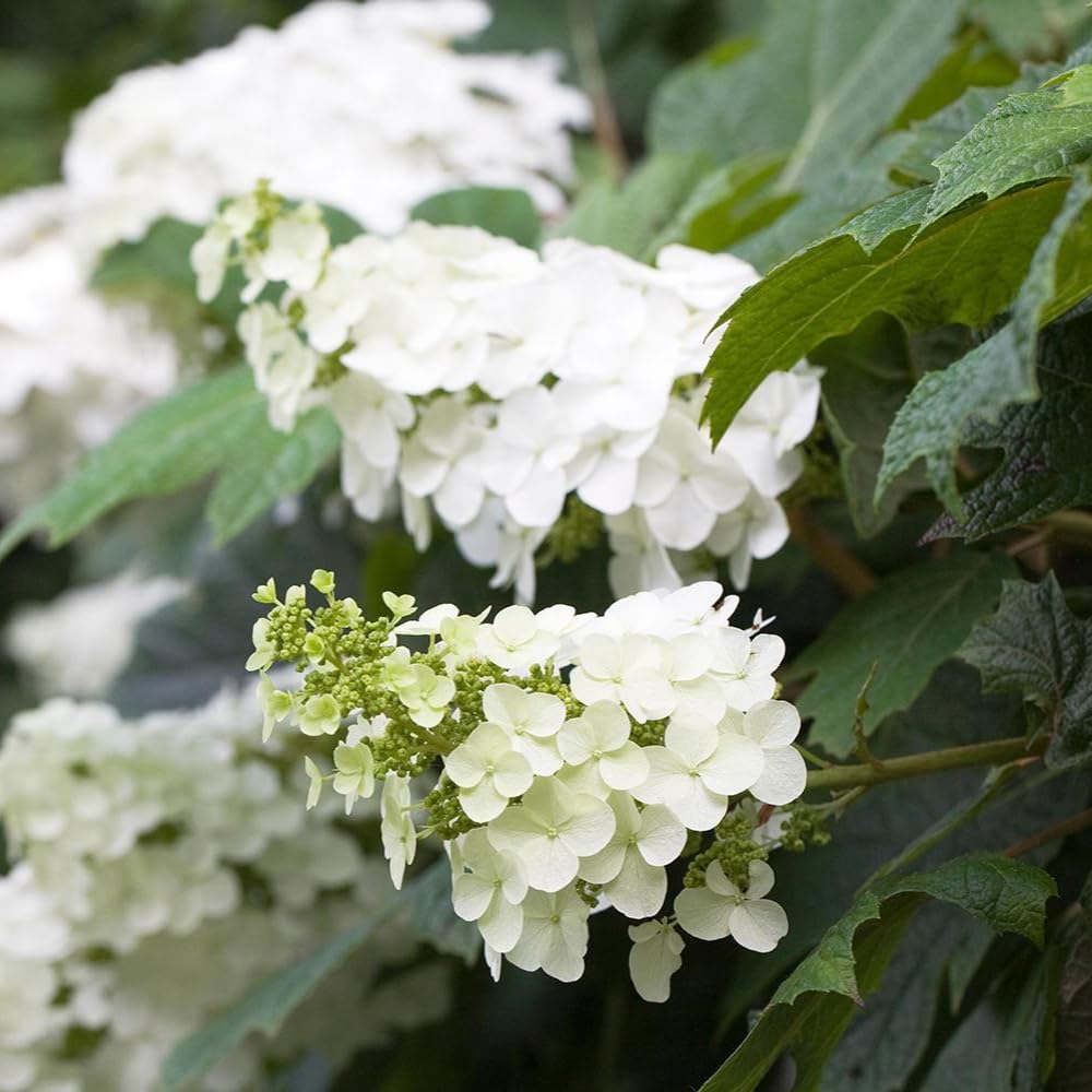 Reblooming Hydrangea Flowers, Hardy Hydrangea Plant Live Bush Shrub, 5-8" Tall Well-Rooted for Garden, Change Colors (Light White)