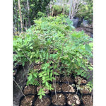 2 Wisteria Plants Live Trees Vines for Home Décor, Outdoor Planting, Size 6-12", Dormant in Winter, Hardy