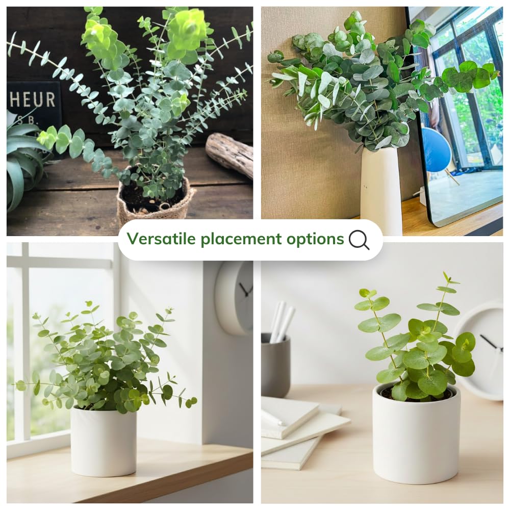 Eucalyptus Plant Live, Baby Blue Eucalyptus Tree Live, 4 to 7 Inches Tall, Cold Hardy Eucalyptus Starter Plant for Indoor Outdoor Planting