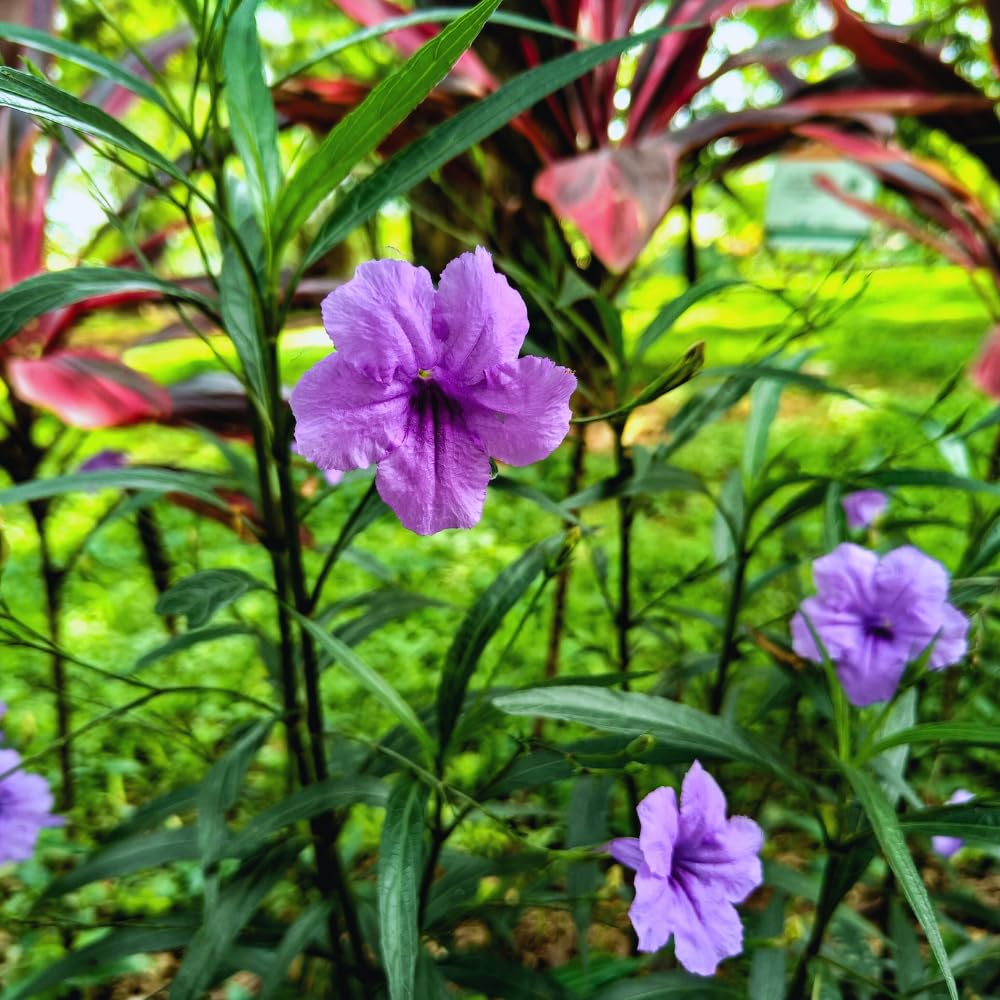 6 Purple Mexican Petunia Plants Live, 5 to 7 Inc, Petunia Flower Live Plants, Shrub Plant Gardening