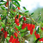 2 Red Goji Berry Plants Live 4 to 8 Inch Tall, Sweet Goji Berry Trees Plants, Berry Fruit Tree Perennial Garden Simple to Grow