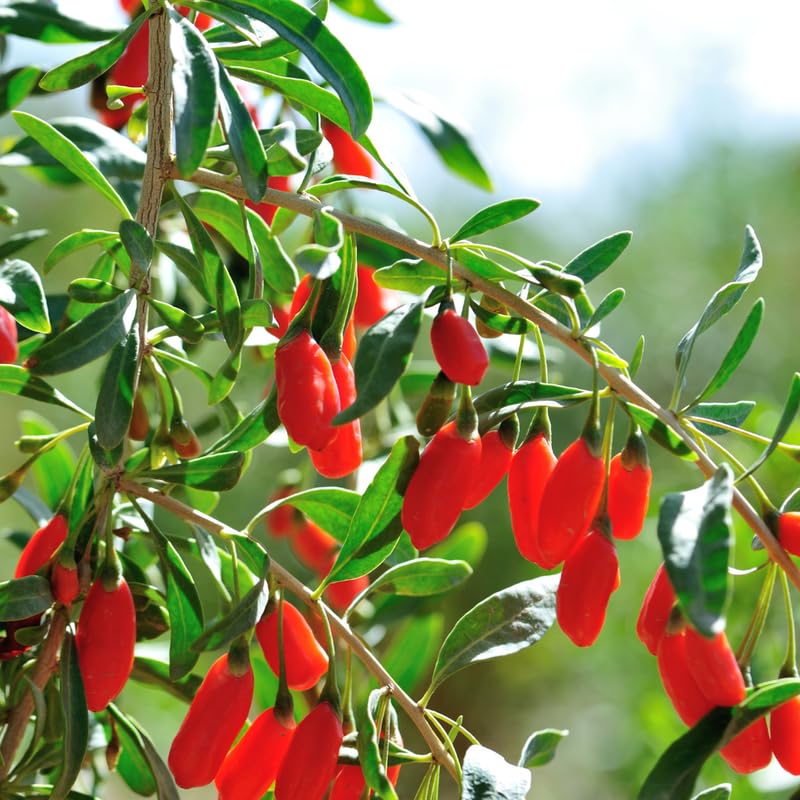 2 Red Goji Berry Plants Live 4 to 8 Inch Tall, Sweet Goji Berry Trees Plants, Berry Fruit Tree Perennial Garden Simple to Grow