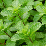 Mint Herb Plant Live, Well Rooted Mint Plants for Growing Indoor Outdoor 4-7 Inches - Peppermint