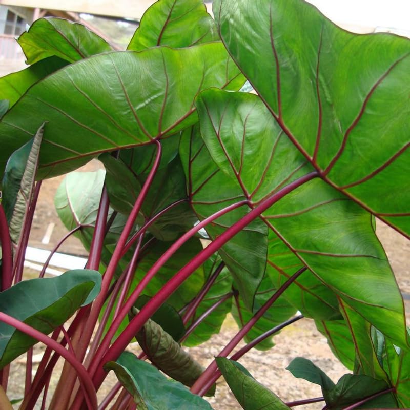 Elephant Ear Plants, Rare Colocasia Plant Live, Perennial Esculenta Taro Alocasia 4-8 Inch Tall, Indoor Outdoor Garden (Hawaiian)