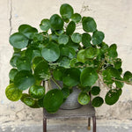 2 Money Tree Plant Indoor, 5 to 7 Inc in Height, Pilea Peperomioides Live, Money Plant Live Houseplants for Planting Growing