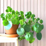 3 Money Plants Live, Pilea Peperomioides Live, Money Tree Plant Indoor, 3 to 6 Inc Tall, Money Plant Live Houseplants for Garden, Easy to Plant, No Pot