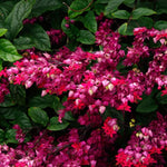 Clerodendrum Plants Live Well-Rooted for Outdoor Planting, Red Purple Clerodendrum Thomsoniae Bleeding Heart Tropical Live Plant, 5"-9" in Tall