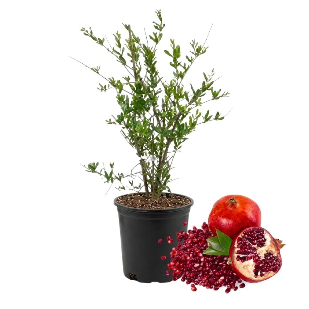 Live Wonderful Pomegranate Plant 4-7" Tall, Hardy Dwarf Pomegranate Tree in 4 Inches Pot, Sweet Edible Fruit Fast Growing Plant for Indoor