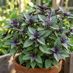 Pack of 2 Blue Basil Plant Live, Basil Live Plant, 2-5 Inc Tall, Fragrant and Edible Herbs for Containers, Raised Beds and Outdoor Garden