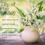 5 Lily of The Valley Roots, White Lilies of The Valley Flower Bulbs, Indoor Outdoor Planting