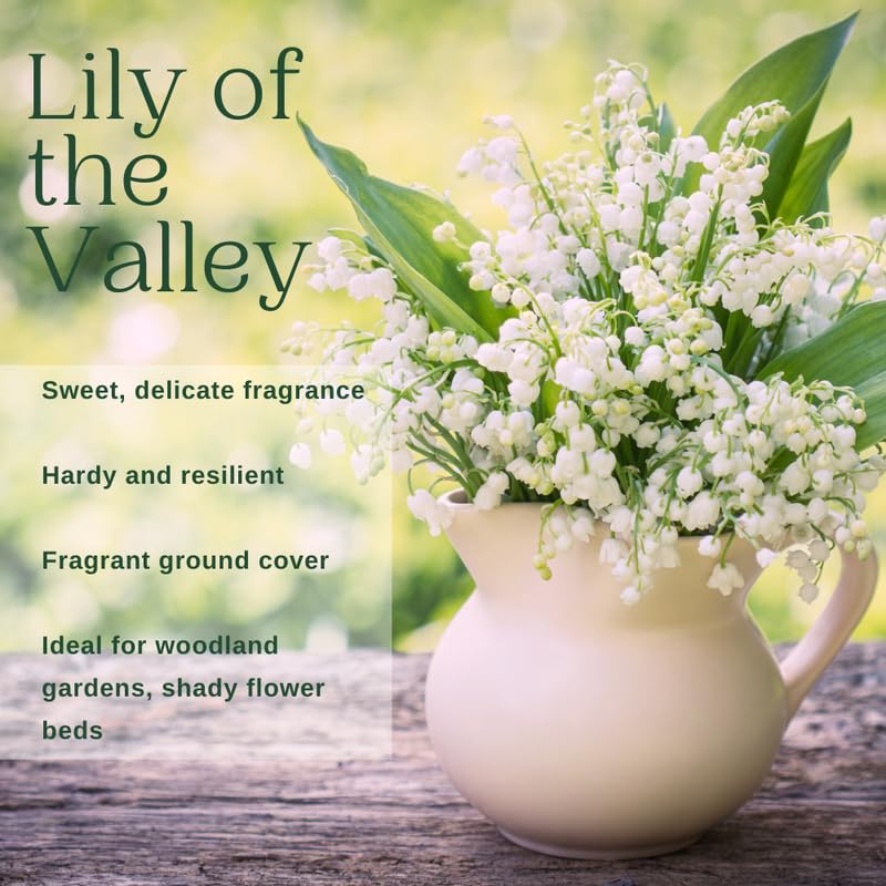 5 Lily of The Valley Roots, White Lilies of The Valley Flower Bulbs, Indoor Outdoor Planting