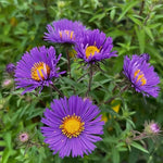 Live Aster Plant for Planting, Vibrant Purple Blooms 4-9 Inch Tall, Hardy and Perennial Aster, Ideal for Container and Outdoor Growing