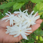 2 Jasmine Plant Live, Double White Jasmine Flower Plants Live Between 5 and 7Inc Long Outdoor Planting Indoor Fragrant Flowers, Easy to Plant