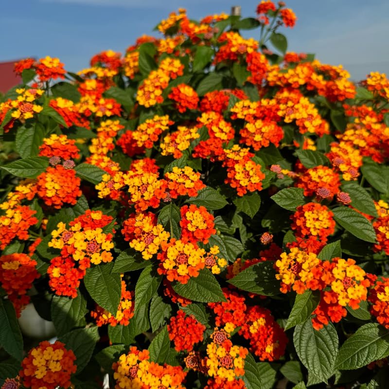 2 Red Lantana Plants Live, Colorful Perennial, Long-Blooming and Very Hardy, Size 5 to 12 Inches in Tall, Well-Rooted, Outdoor Planting