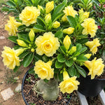 Double Yellow Desert Rose Live Plant, Adenium Succulent, 4-6" Tall