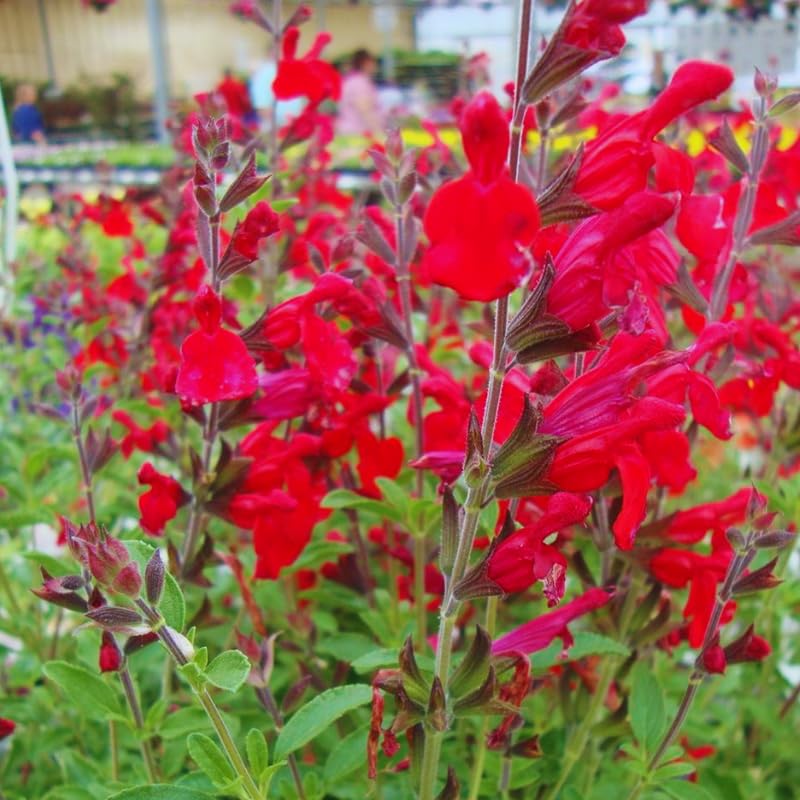 4 Fragrant Sage Salvia Live Plants, Planting in Spring Sage Plants Live, 5 to 10 Inches in Tall, Change Color (Red, Hot Lips Like)