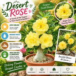 Double Yellow Desert Rose Live Plant, Adenium Succulent, 4-6" Tall
