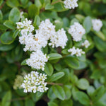 Set of 10 North Privet Hedge Trees Live Plants, Ligustrum Plants Live, Privacy Hedges Plants, 12 to 18 Inc Tall Dormant Gardening