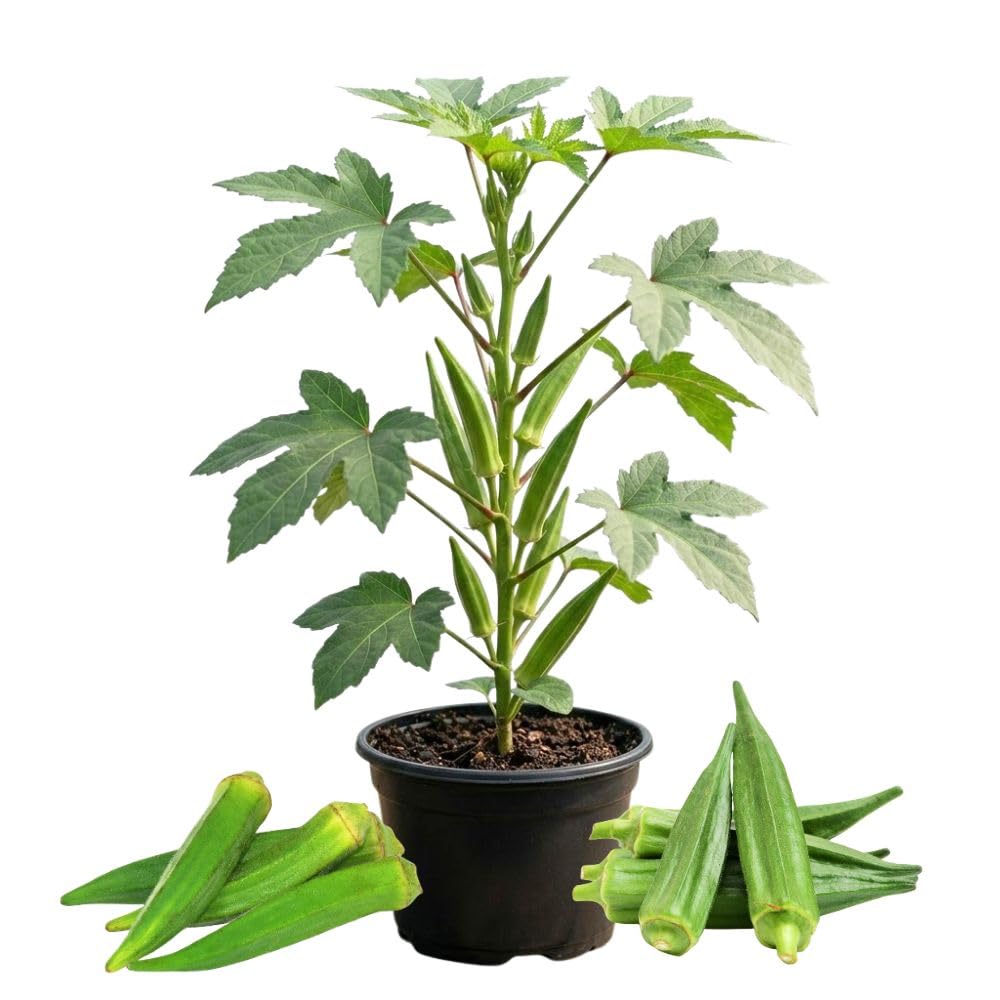 Okra Vegetable Plants Live, 3–5 Inch Tall, Green Okra Plants for Backyard Garden, Seedlings Grow Indoor Outdoor