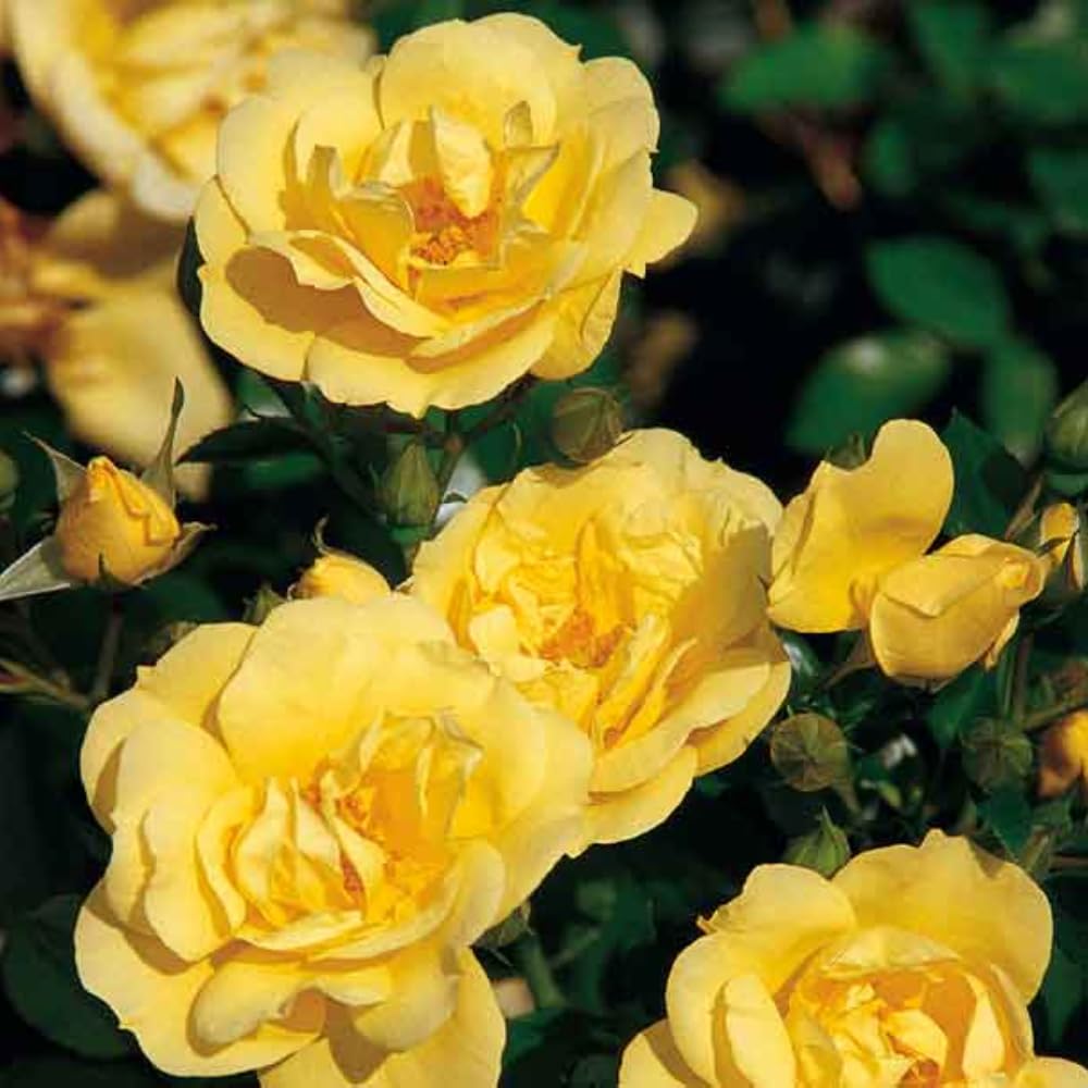 Rose Plant Live, Fragrant Heirloom Flower Bush, 5-10 Inch Tall, Grows as Climbing or Shrub for Outdoor Garden, No Pot (Yellow Rose)