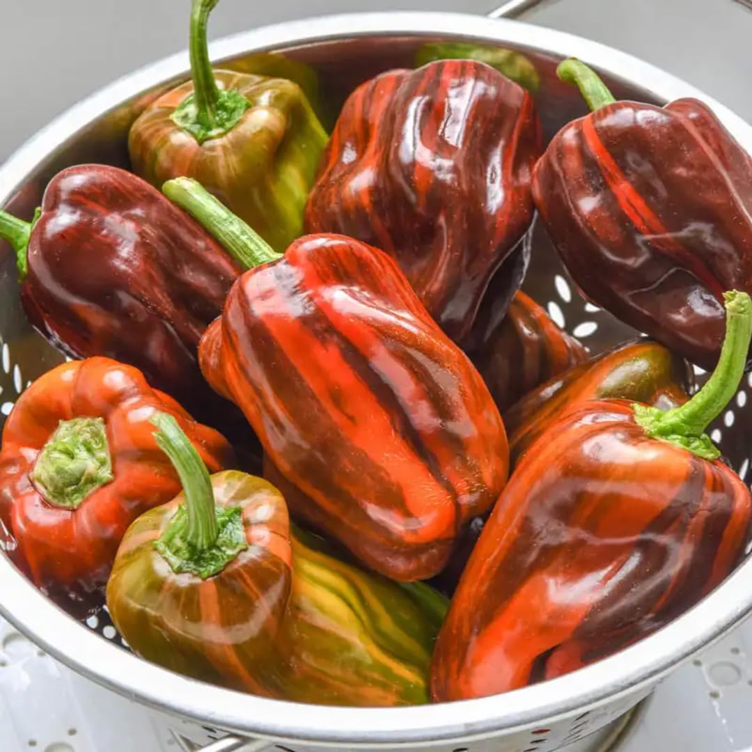 Set 4 Assorted Pepper Live Plants, 90 Days Old Super Pepper Live Plant for Summer Planting (Candy Cane Chocolate Cherry)