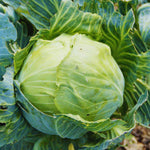 Live Cabbage Plants, Cabbage Live Plant Pot Vegetable Plant Growing Garden, 3 to 5 Inc Tall