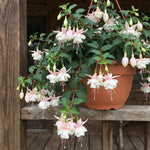 Set 2 White Fuchsia Plants Live 4-7 Inches Tall, Colorful Hanging Flower Plants for Patio, Garden and Containers