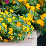 Set 2 Traling Lantana Plants Live, Perennial Lantana Flowering Plants 4-8 Inches, Bright Flowers Outdoor
