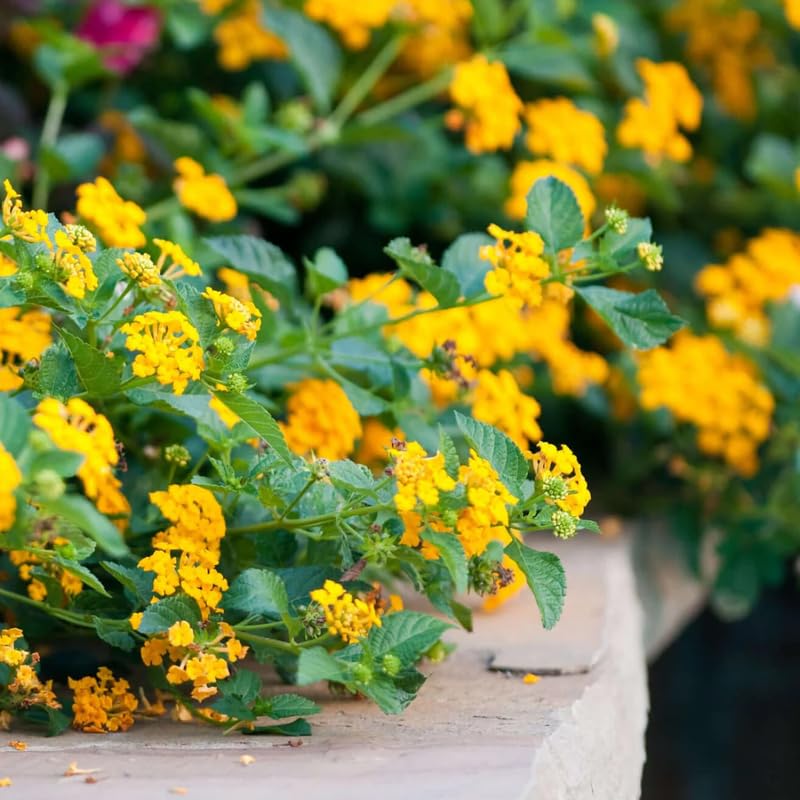 Set 2 Traling Lantana Plants Live, Perennial Lantana Flowering Plants 4-8 Inches, Bright Flowers Outdoor