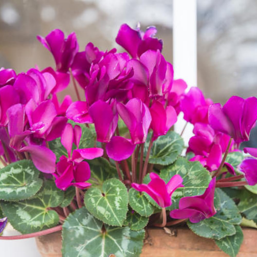 Cyclamen Plant Live in 4'' Pot, Vibrant Indoor Flowering Plants for Planting, Blooms Already, Indoor Outdoor Decoration (Pink Cyclamen)