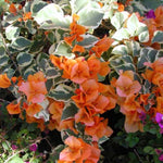2 Orange Ice Bougainvillea Plants Live, Flowering Bougainvillea Vine for Outdoor Garden or Trellis, 5-9 Inch Tall, Very Hardy