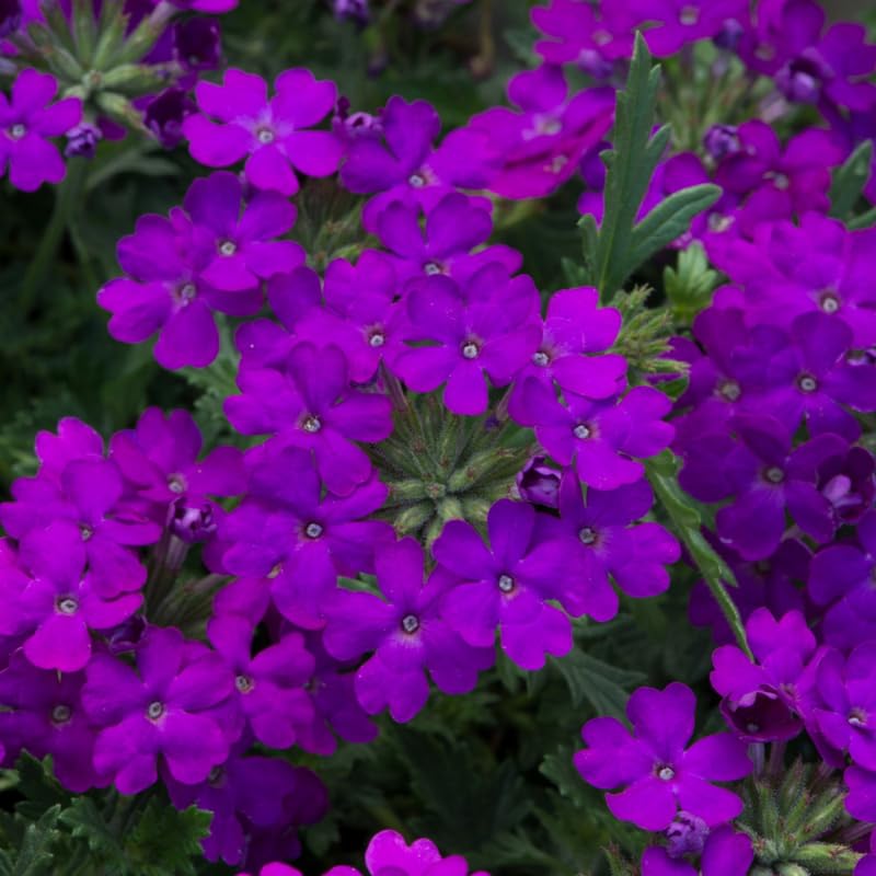 Verbena Plants Live in 4'' Pot, 4-7 Inches, Perennial Verbena Flowering Plants for Ground Cover, Hanging Baskets
