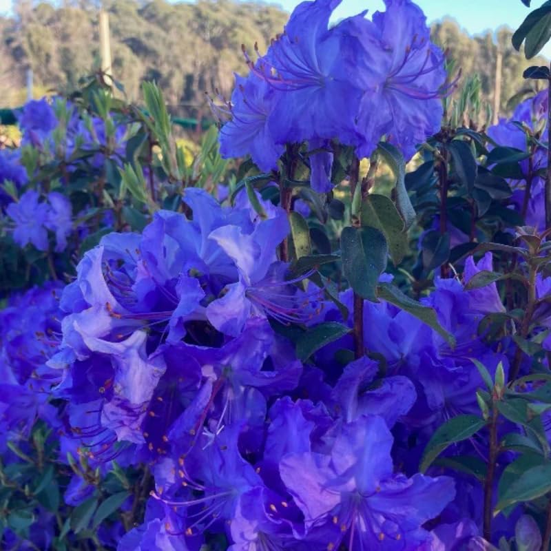 Blue Dwarf Azalea Rhododendron Plants Live Tree, 1 Gallon Pot Azalea Bush Shrub Vibrant Bloom, 1 Year Old Well Rooted, Cold Hardy