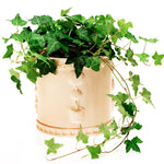 English Ivy Live Plant, 1 Pot English Ivy Vines, Perennial Climbing Ivy for Garden, Trellis, Containers