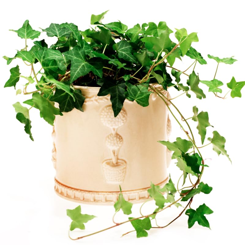 English Ivy Live Plant, 1 Pot English Ivy Vines, Perennial Climbing Ivy for Garden, Trellis, Containers