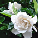 2 Frostproof Jasmine Live Plants, Fragrant Flowering Shrubs, 4-6" Tall