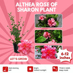 Red Rose of Sharon Plant, Hardy Hibiscus Bush Shrub Well-Rooted 7-13" Tall Althea Shrub with Summer Blooms for Outdoor Landscape