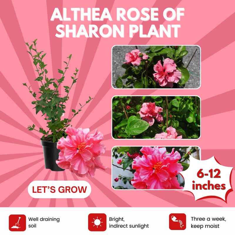 Red Rose of Sharon Plant, Hardy Hibiscus Bush Shrub Well-Rooted 7-13" Tall Althea Shrub with Summer Blooms for Outdoor Landscape