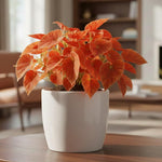 Begonia Live Plant, Begonias Live Plant, Rare Begonias Plants, 5-7 Inches in Height for Indoor Houseplant (Red Orange Begonia)