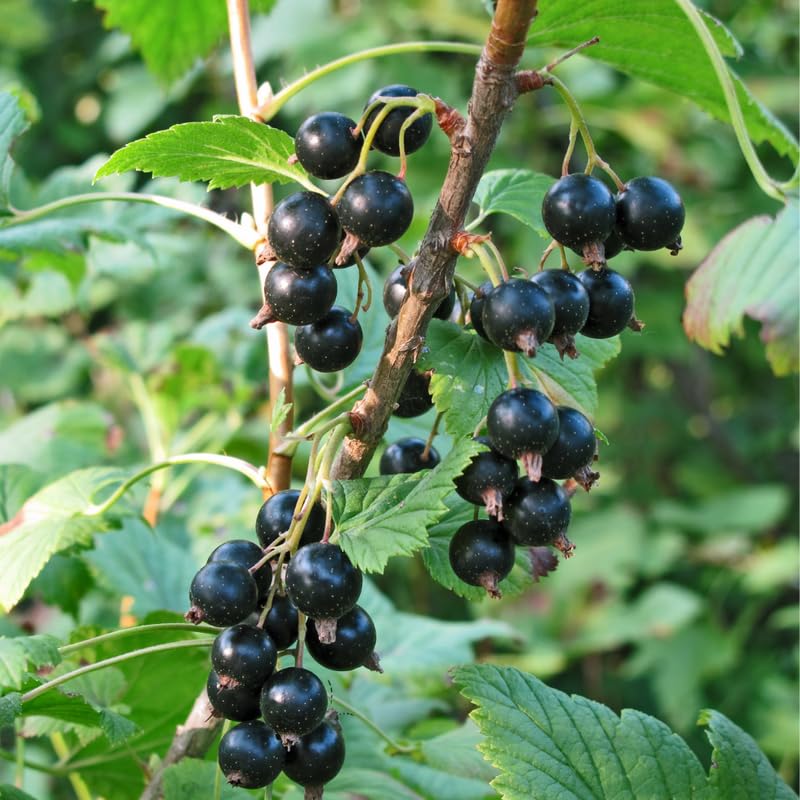 Consort Black Currant Plant Live, Black Currant Bush Live Plant, 1 Year Old, Currant Berries Currant Tree, Currant Fruit Bare Root