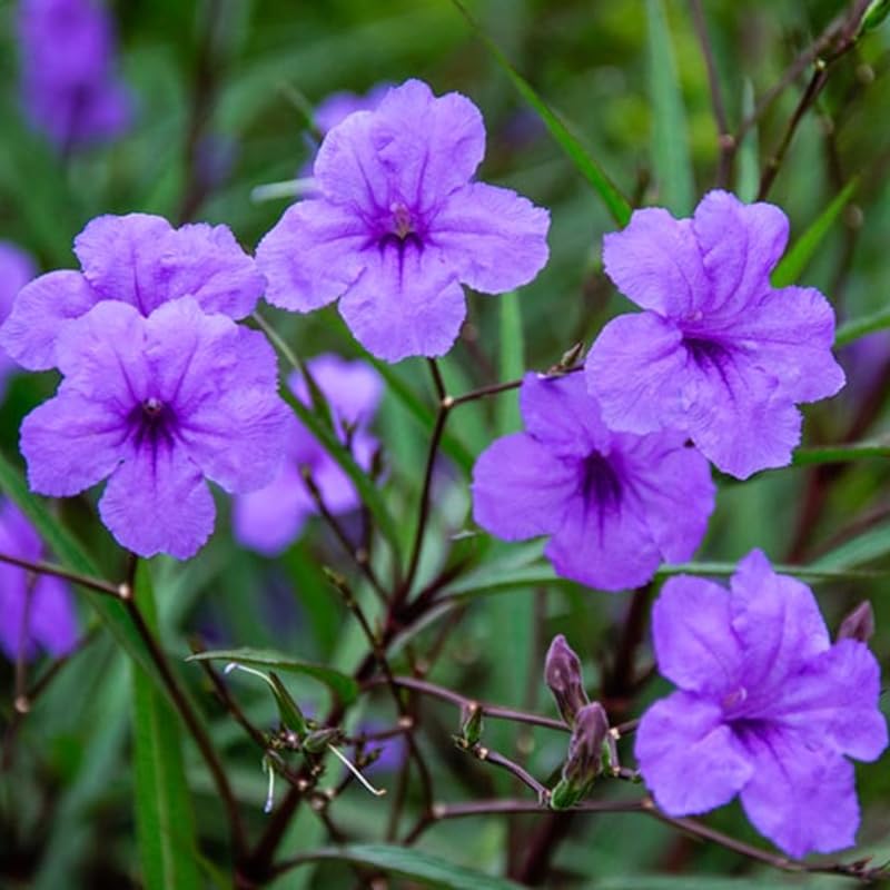 2 Purple Mexican Petunia Live Plants, Hardy Mexican Petunia Bush Cold Hardy, Starter Size 5-10 Inches in Tall, No Pot