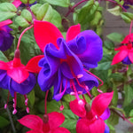 4 Live Fuchsia Plants, Purple Pink Fuchsia Plants Live Hanging Basket from 4 Inc Tall