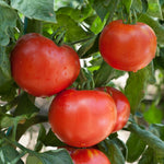 Super Bush Tomato Plant Live, Red Fruit, Tomato Vegetable Plant Live for Outdoors Gardening, 4-6 Inches Tall in 4 Inch Pot