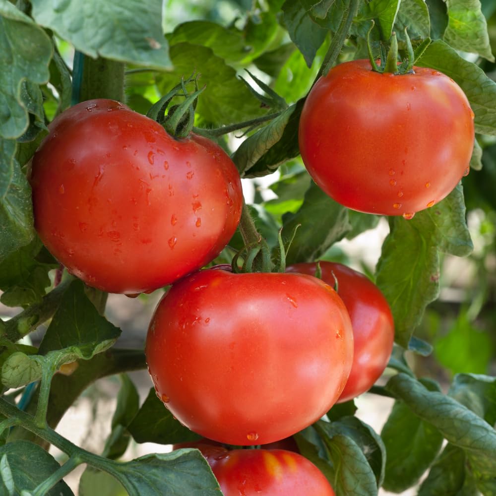 Super Bush Tomato Plant Live, Red Fruit, Tomato Vegetable Plant Live for Outdoors Gardening, 4-6 Inches Tall in 4 Inch Pot