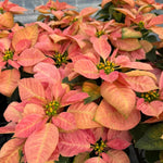 Set 2 Poinsettia Live Plants, Holiday Houseplant, Poinsettias Trees Live Plants, Christmas Decorative Flowers 4-9'' Tall, Peachy Blooms