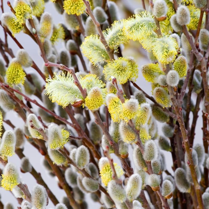 Pussy Willow Plant, Pussy Willow Tree Live Plant for Garden, 5 to 7 Inches Long