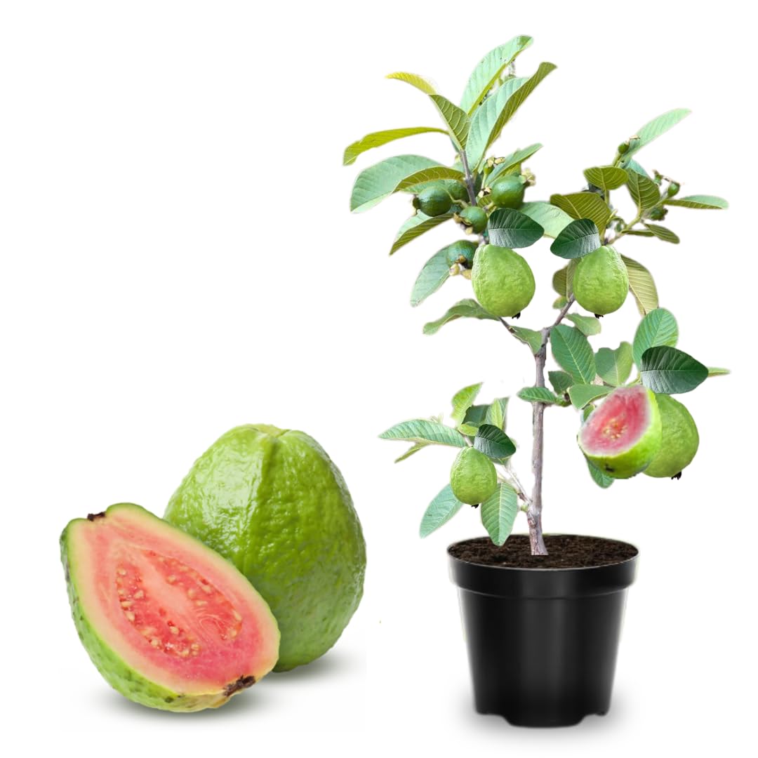 Large Pink Guava Tree for Planting, 18 to 24 Inches Height in Pot, Sweet Guava Trees Fruit for Gardening
